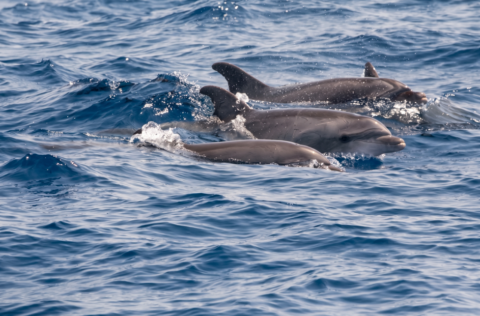 Sea Safari Delfines y Ballenas